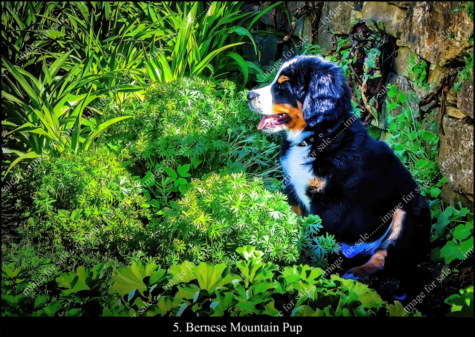 Bernese Mountain Pup