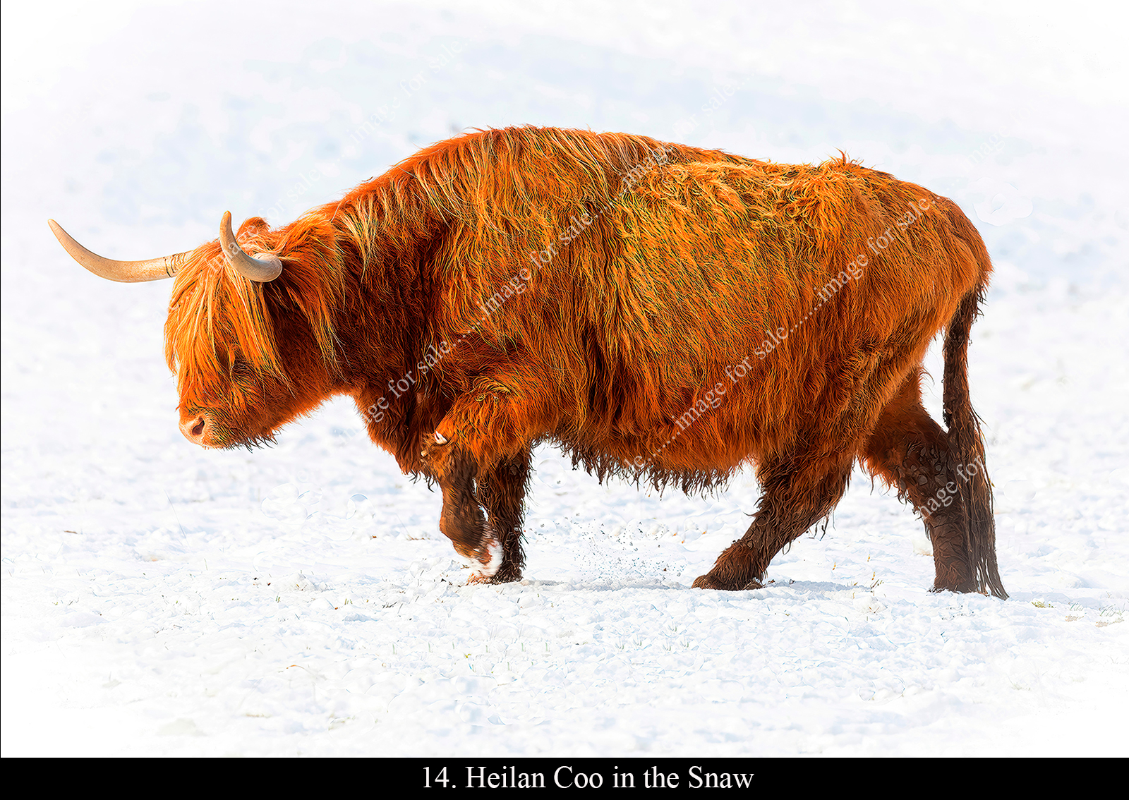 Highland cow in the snow