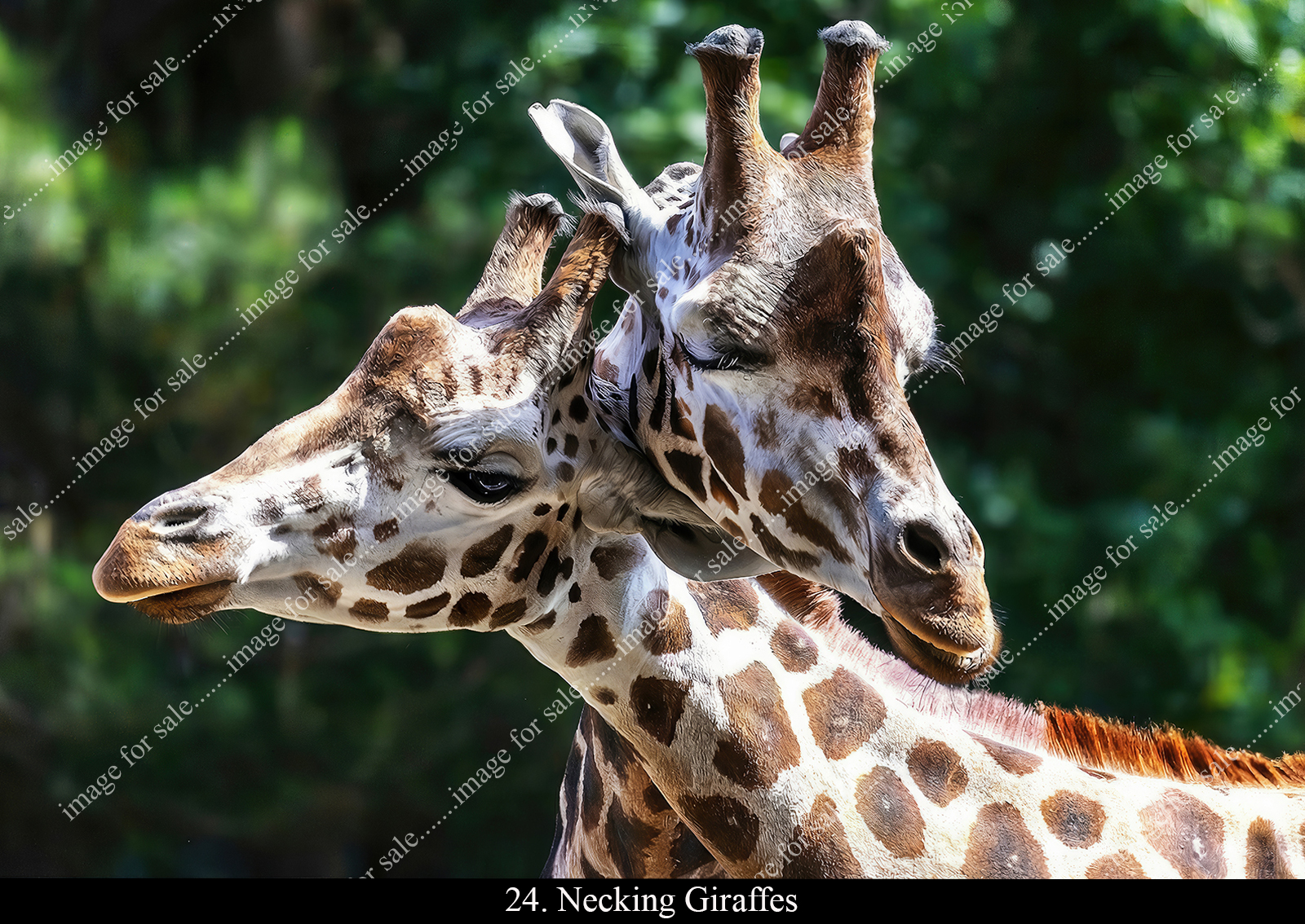 Two Giraffes