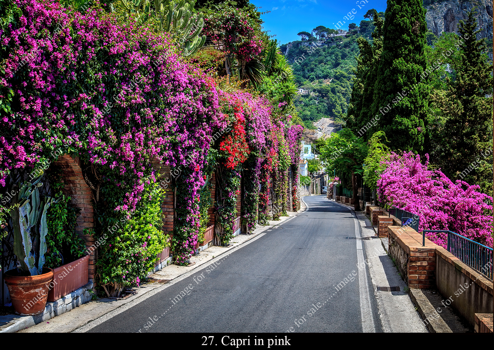 Capri in bloom
