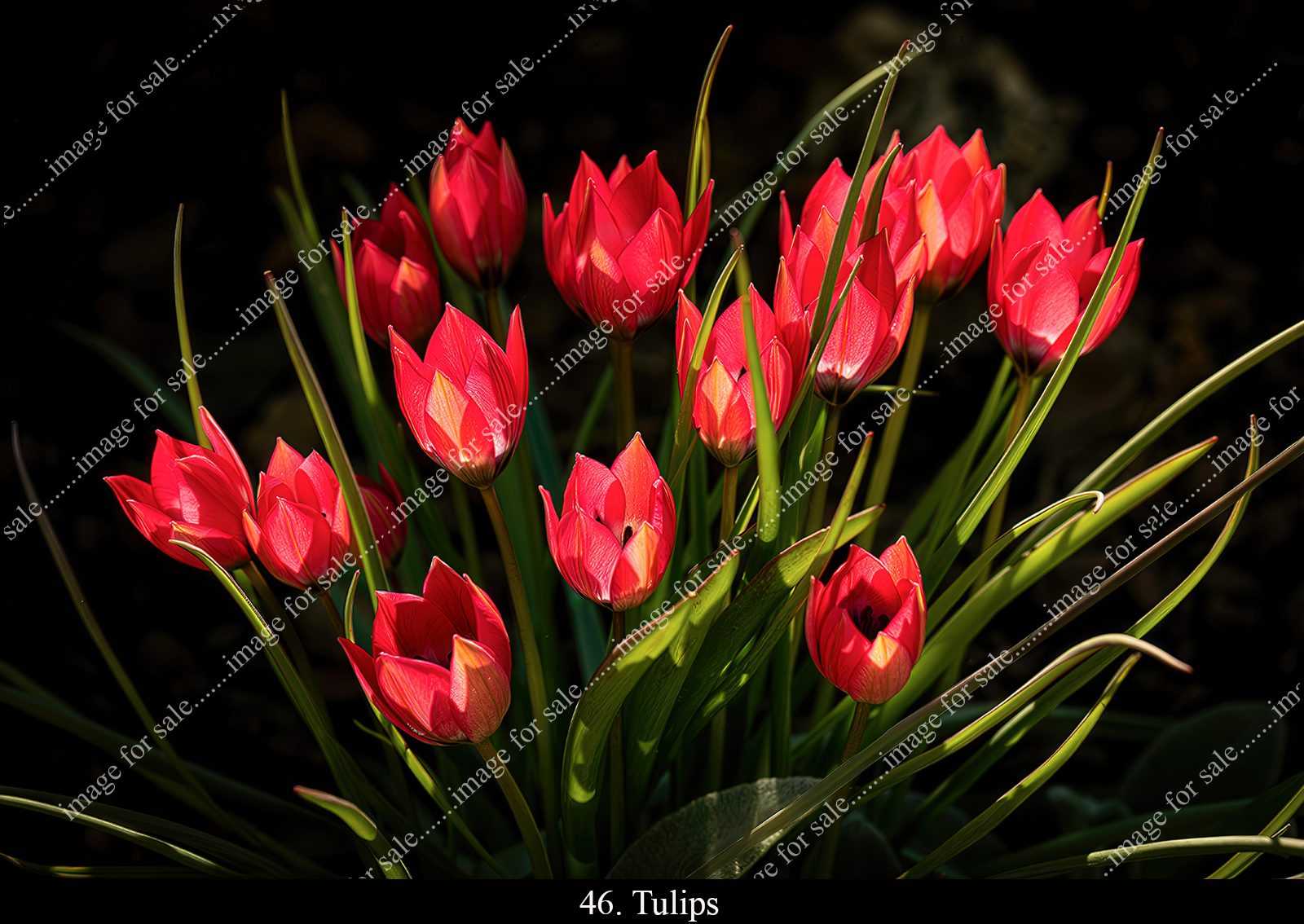 Red Tulips