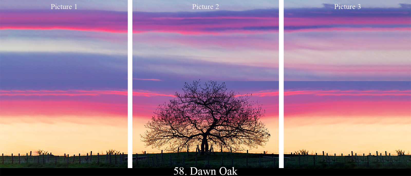 Dawn oak at Sunrise